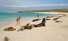 Sea lions, Galapagos Islands