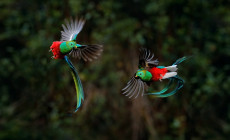 Quetzal, Costa Rica