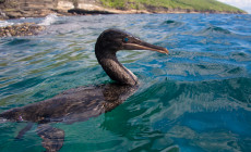 Flightless cormorant, Galapagos Islands