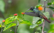 Rufous tailed hummingbird