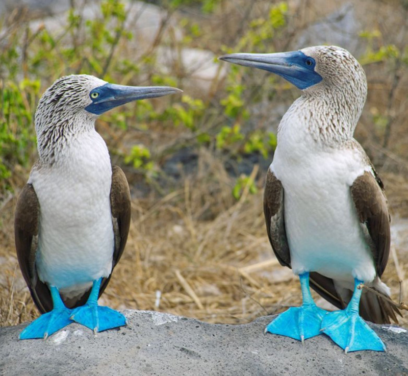 Blue footed booby Galapagos Llama Travel