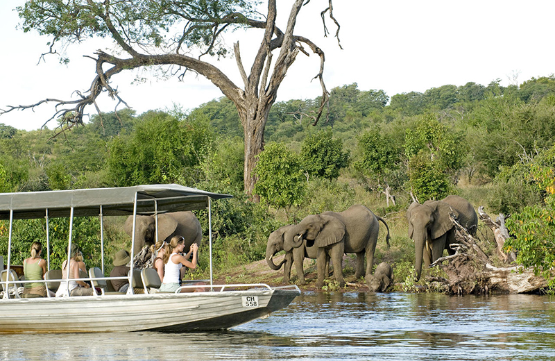 Chobe boat cruise elephants