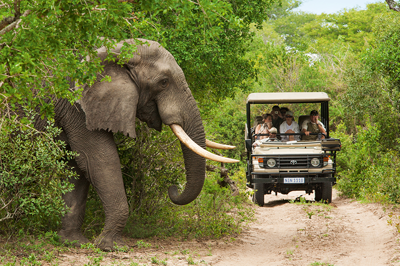 Elephant sighting Kruger National Park South Africa Llama Travel