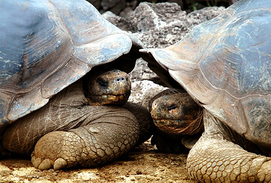 Galapagos tortoises Ecuador tourism board