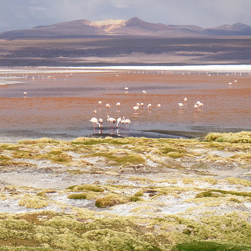 Laguna Colorada Bolivia overland