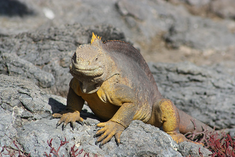 Land iguana Galapagos Ecuador Llama Travel