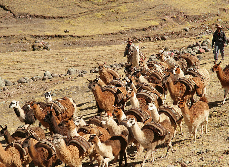 Llamas Andes