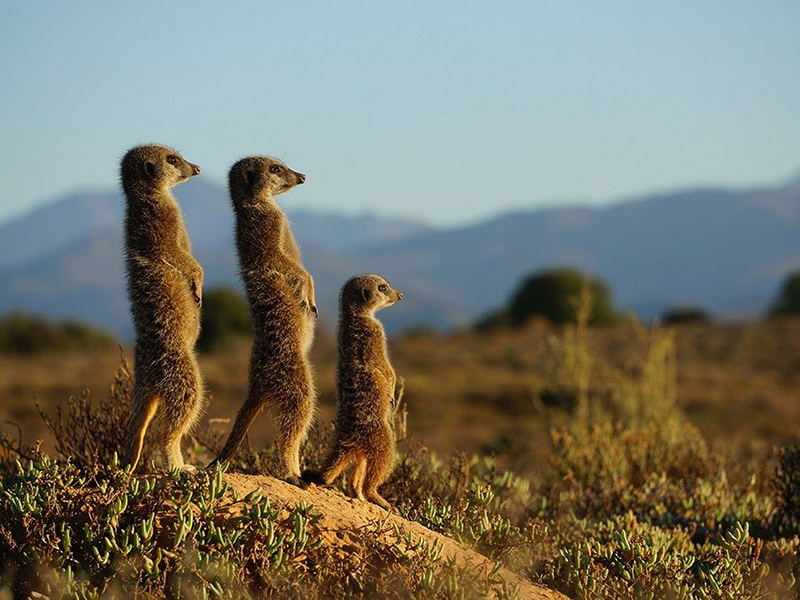 Meerkats South Africa