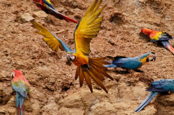Parrots in the Amazon Jungle Peru