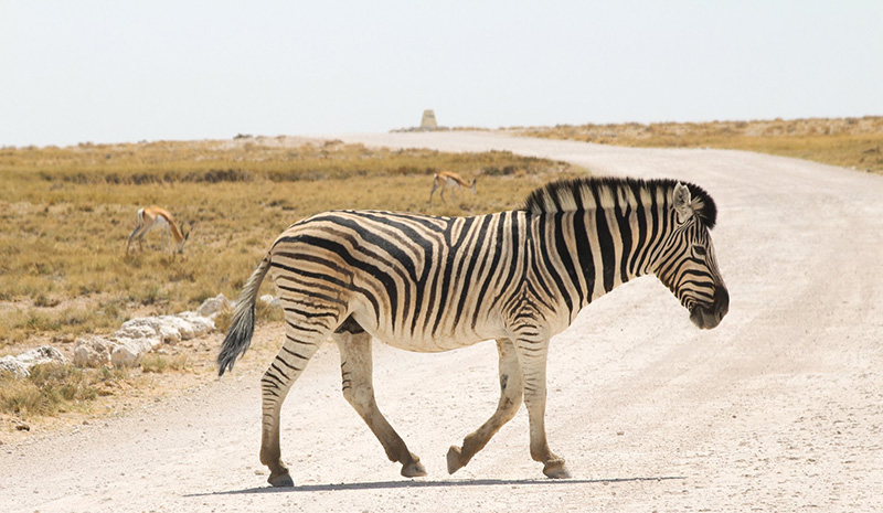 Photo 11 zebra in Etosha Pan Namibia holidays Llama Travel