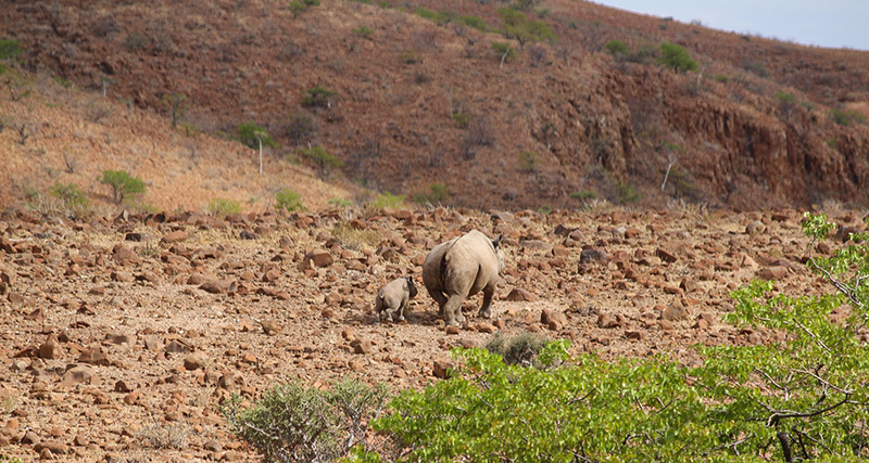 Photo 9 Damaraland rhinos Namibia holidays Llama Travel