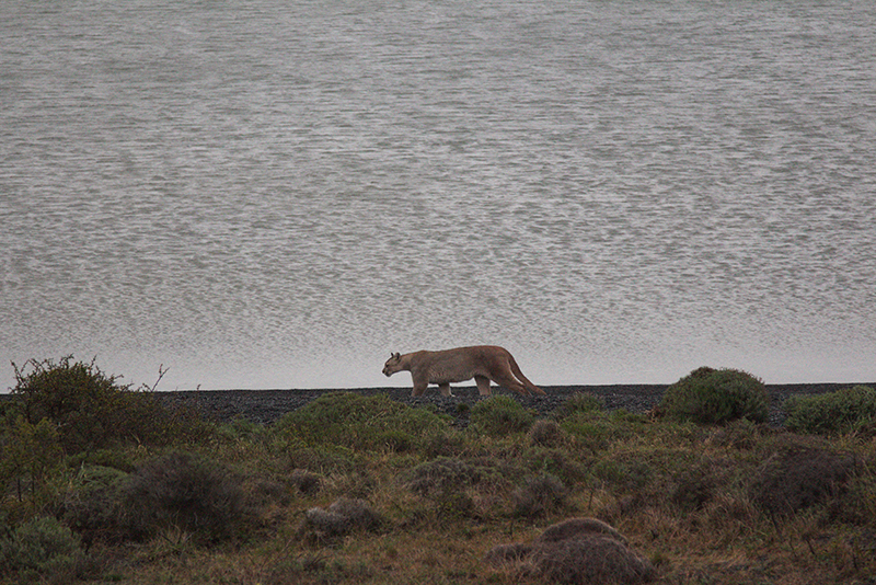 Puma sighting Torres del Paine Chile Llama Travel