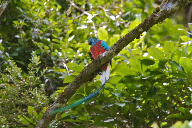 Quetzal bird Villa Blanca CLoud Forest Reserve Costa Rica Llama Travel