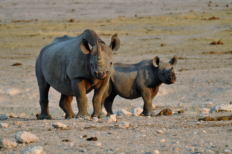 Rhinos Damaraland Namibia