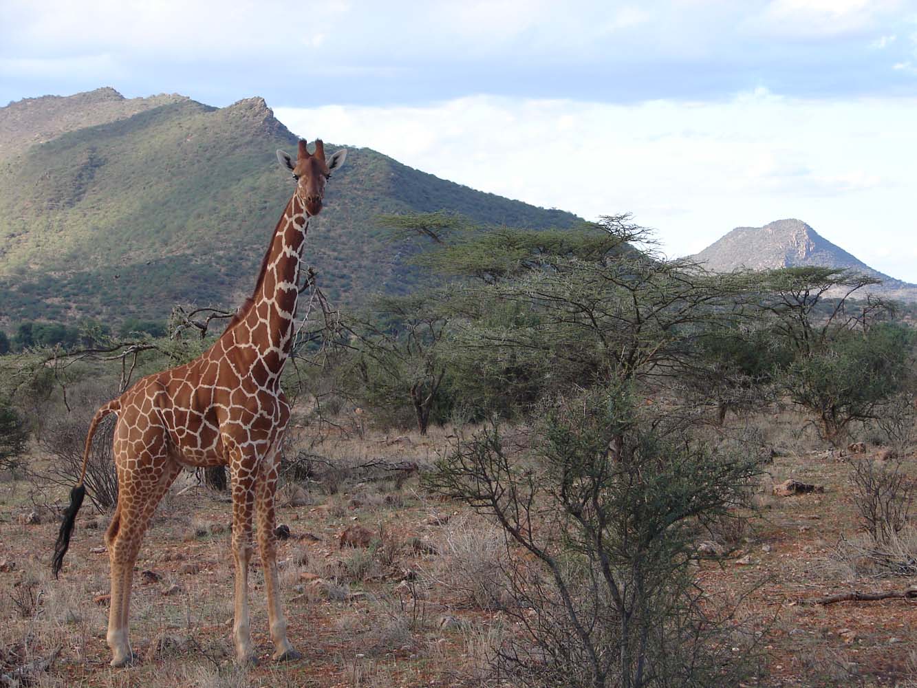 Samburu National Reserve 72