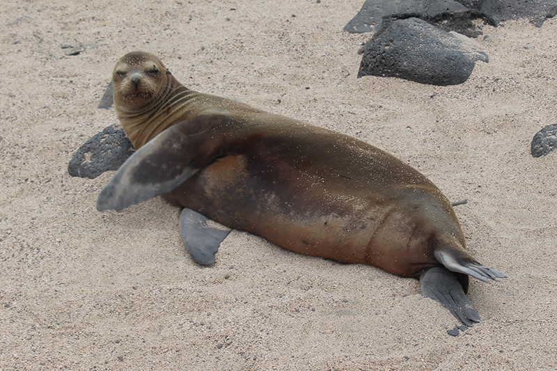 Sea Lion Galapagos Llama Travel