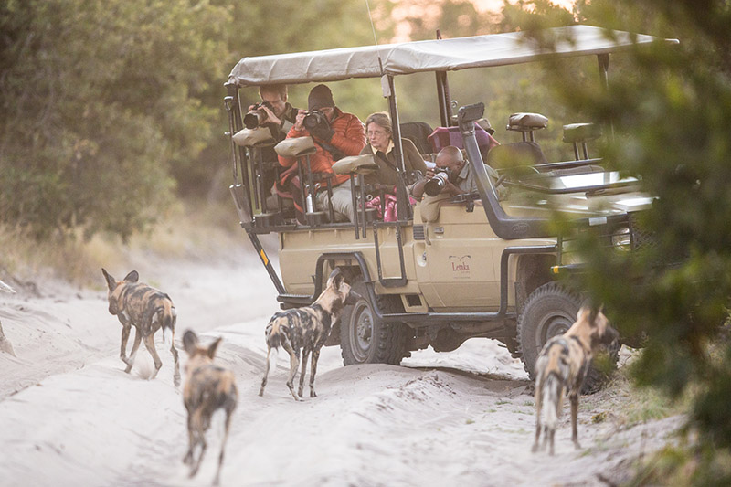Wild dogs Okavango Delta Botswana