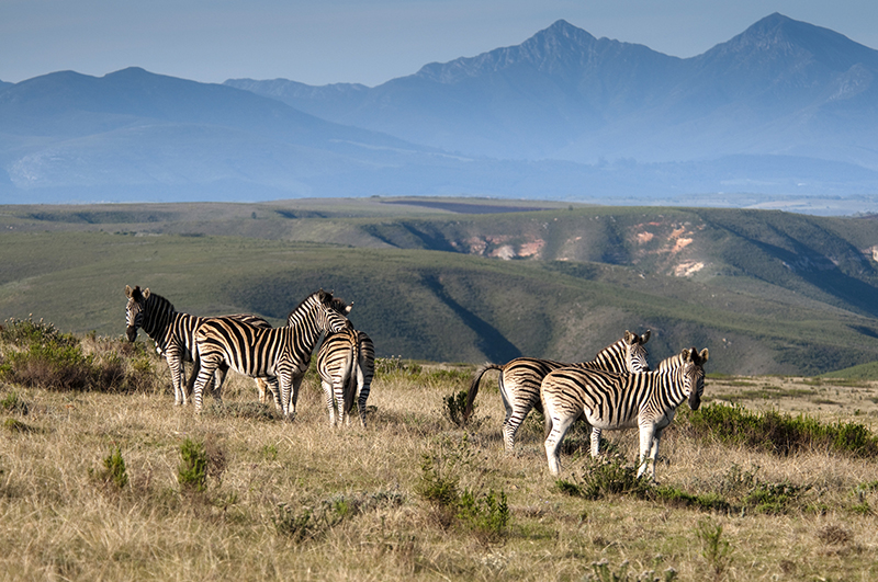 Zebras Gondwana Game Reserve South Africa