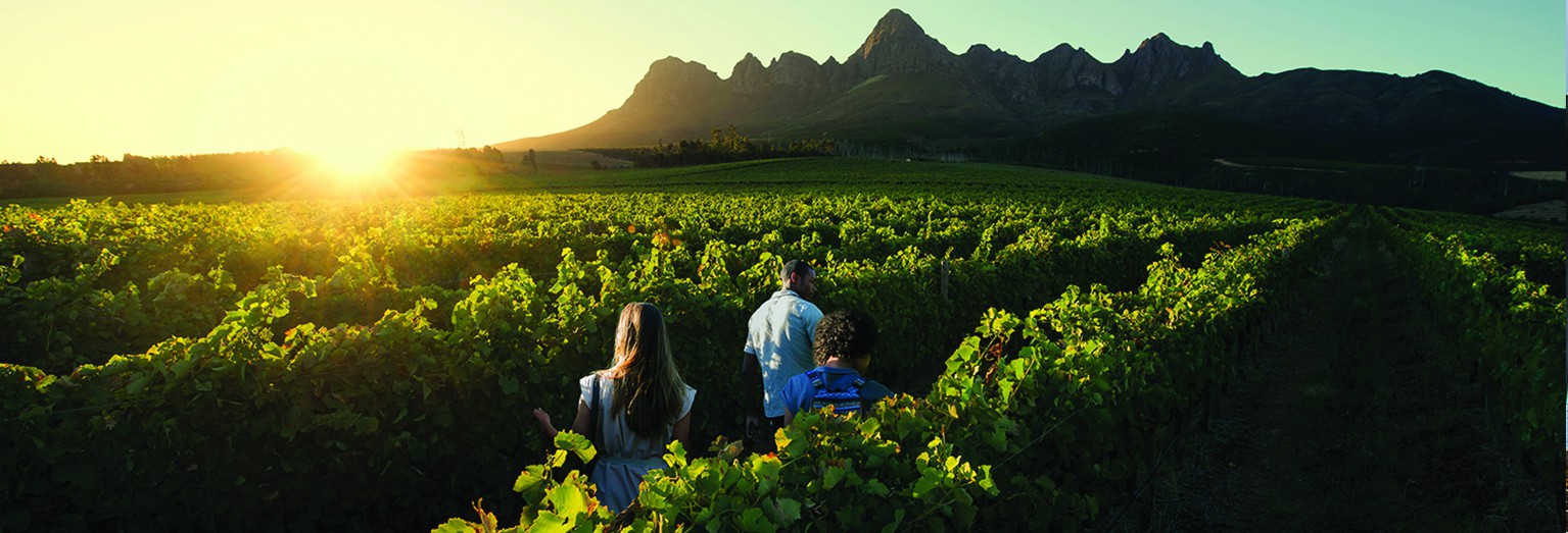 Explore South Africa's famous winelands