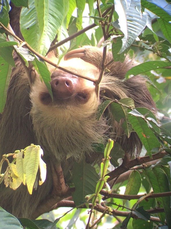Sloth Tortuguero National Park Costa Rica