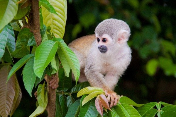 monkey Amazon Peru