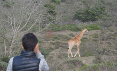 Giraffe on Game Drive, Gondwana Game Reserve, South Africa