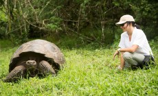 Giant tortoise, Galapagos Islands