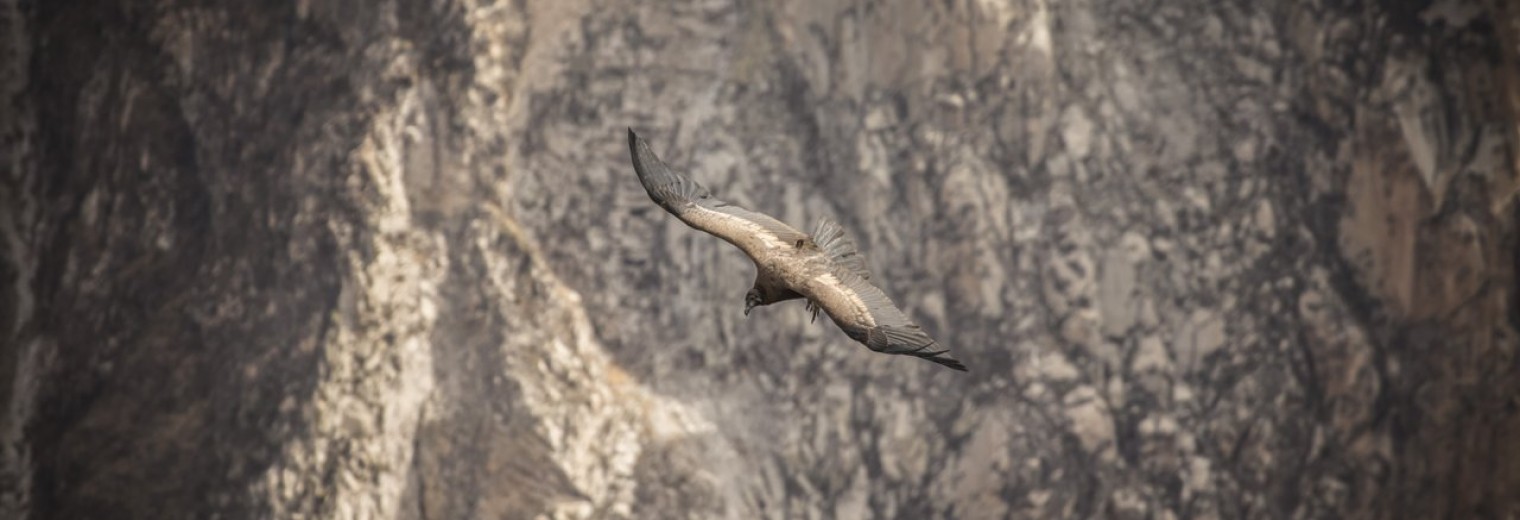 Condor, Colca Canyon, Peru