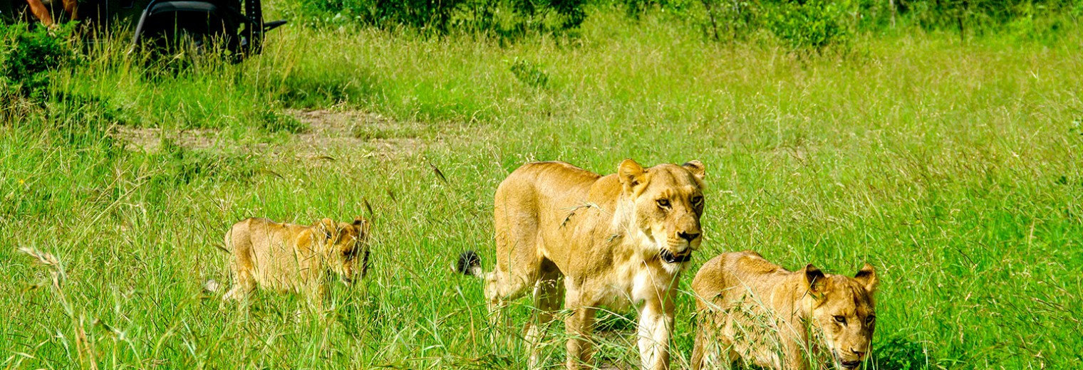Lions on safari, Kruger, South Africa