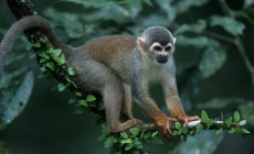 Squirrel monkey, Amazon, Peru © Carl Safina