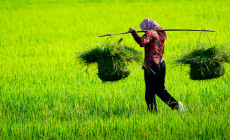 Farmer in paddy field