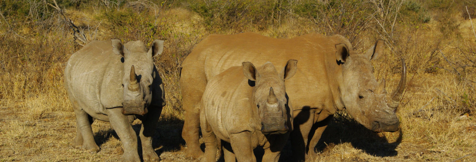 Rhinos, Kruger, South Africa
