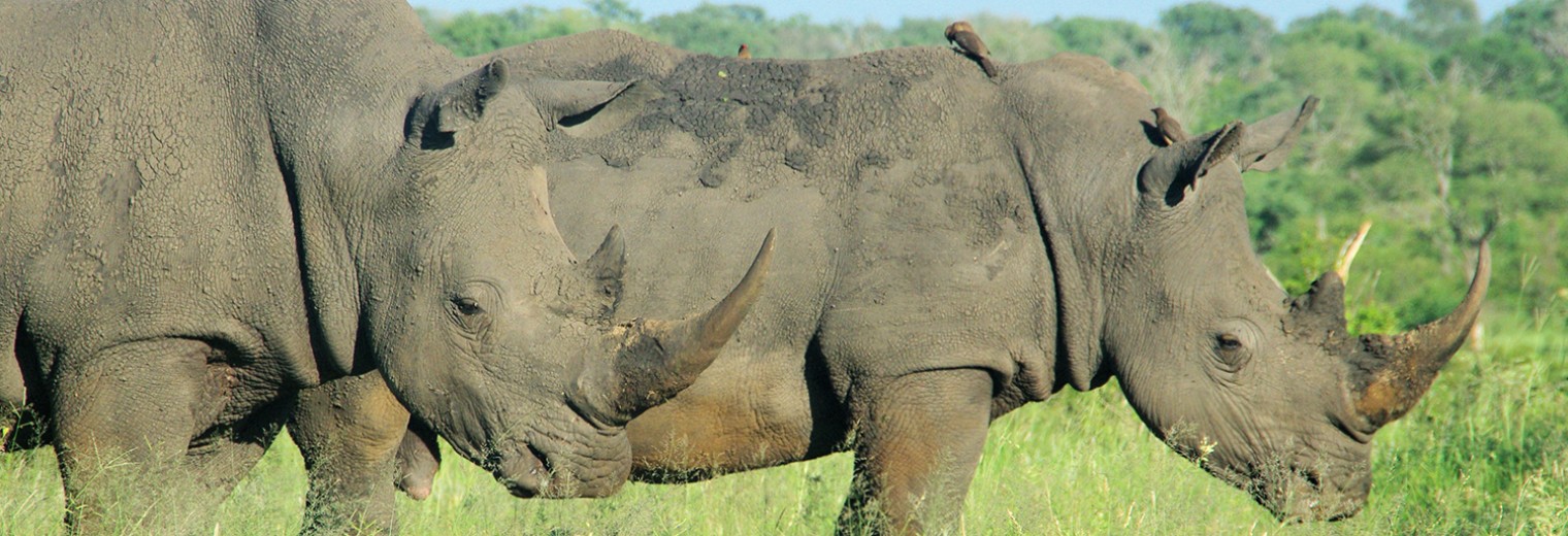 Rhino pair, Kruger, South Africa