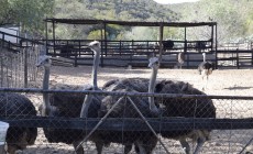 Ostrich enclosure, Safari Ostrich Farm, South Africa