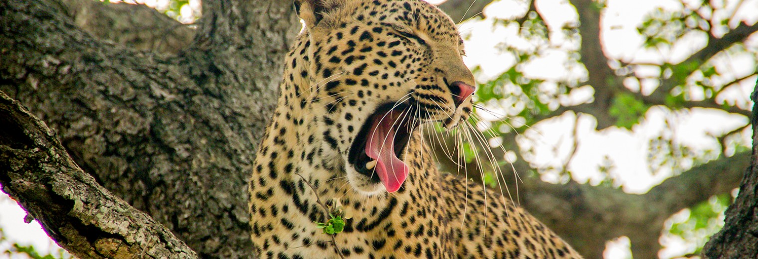 Leopard yawning, Kruger, South Africa