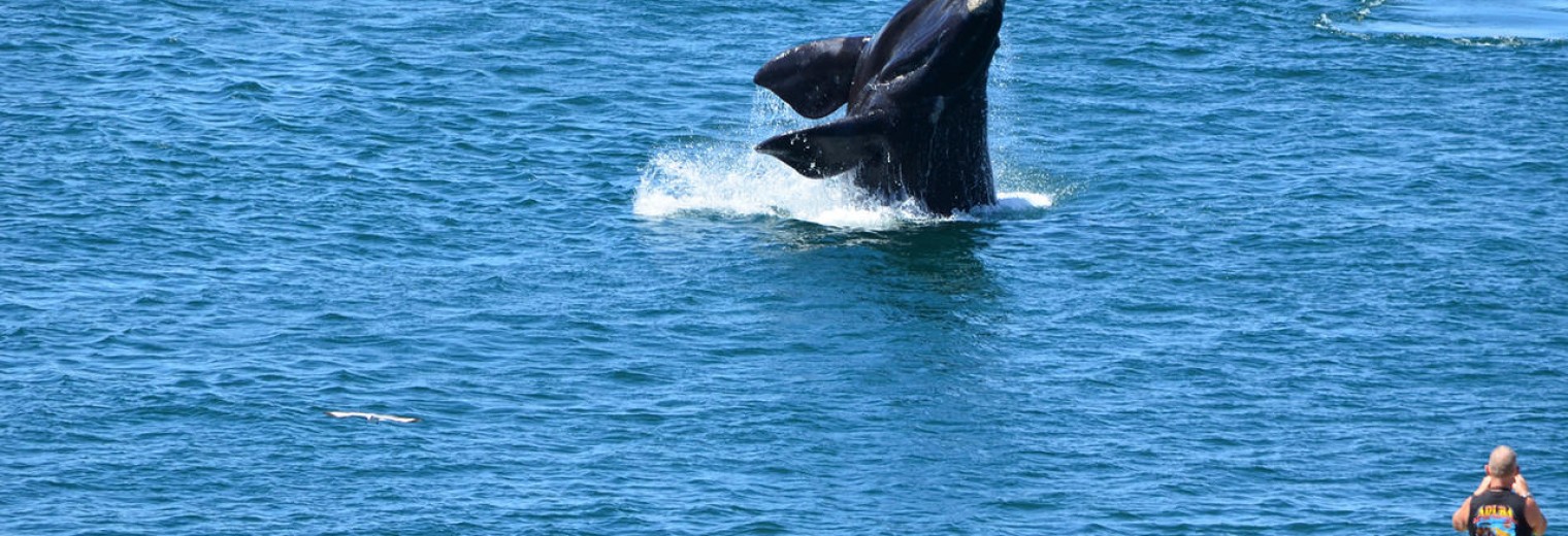 Whale watching, Hermanus, South Africa