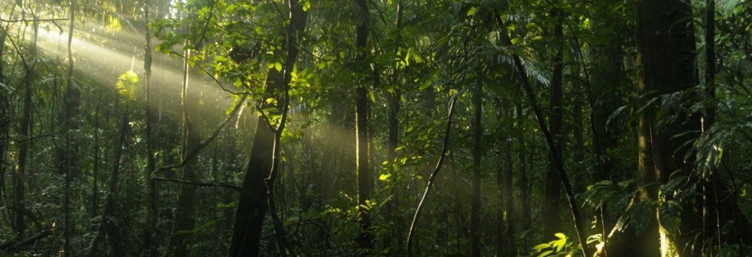 Sunlight on rain forest floor, Ecuador