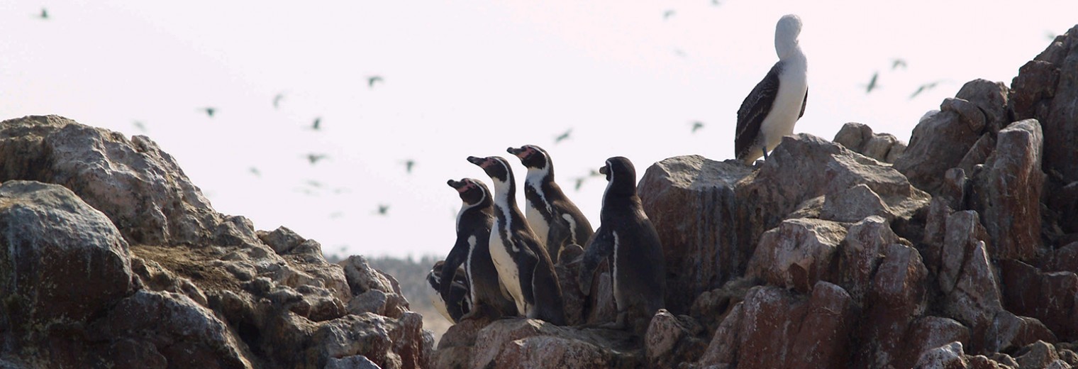 Penguins, Ballestas Islands, Peru