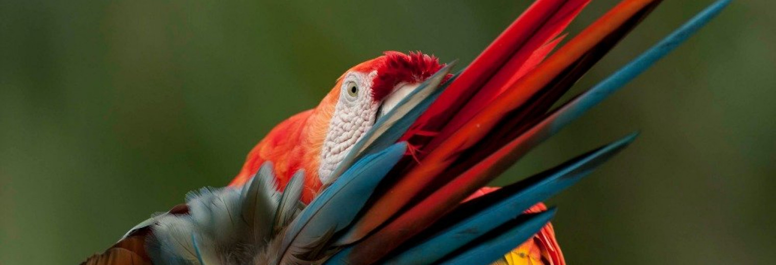 Parrot, Ecuadorian Amazon