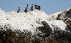 Sea lion, Ballestas Islands, Peru