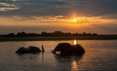 Elephant at sunset, Chobe National Park, Botswana