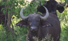 Buffalo, Okavango Delta, Botswana