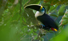 White-throated toucan, Amazon Jungle, Ecuador