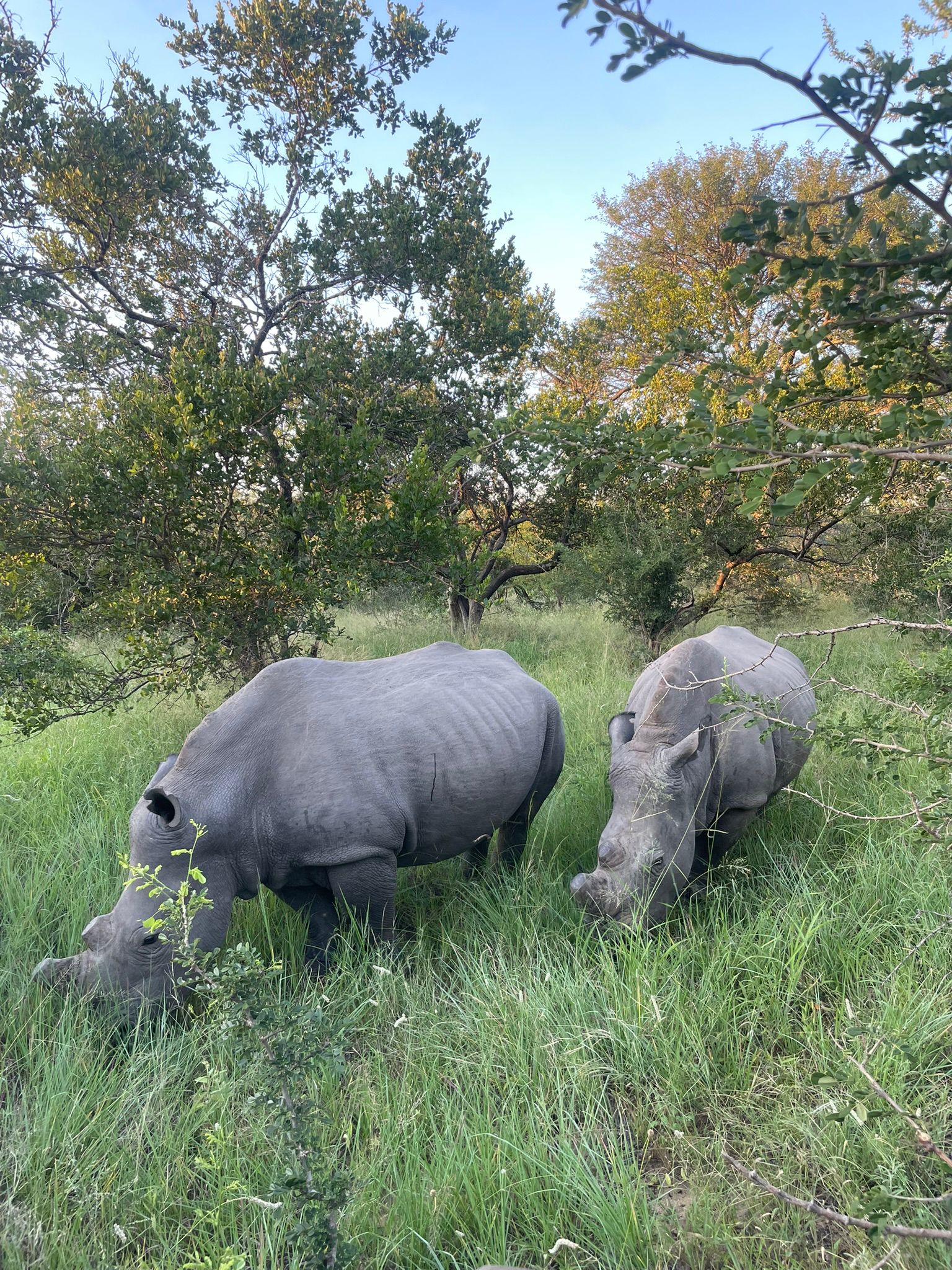 Two female rhinos munching through the shrubs.