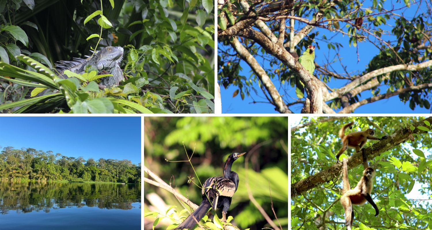 A collage of various animals, including bearded iguanas and monkeys, around Tortuguero National Park.