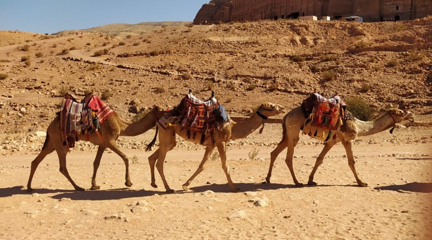 7 Camels Petra