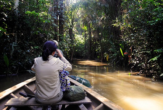 Amazon Rainforest Peru Metropolitan