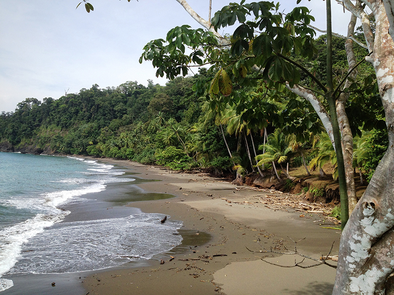 Beach at Corcovado National Park Costa Rica Llama Travel