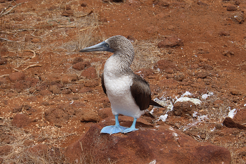 Blue Footed booby North Seymour Island Llama Travel