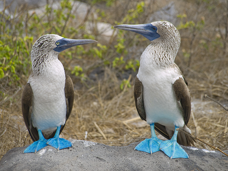 Blue footed boobies Galapagos